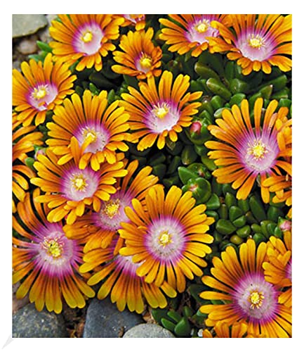 baldur-garten-3x-bodendecker-delosperma-fire-spinner-eisblumen-9x9-cm-topf image 3