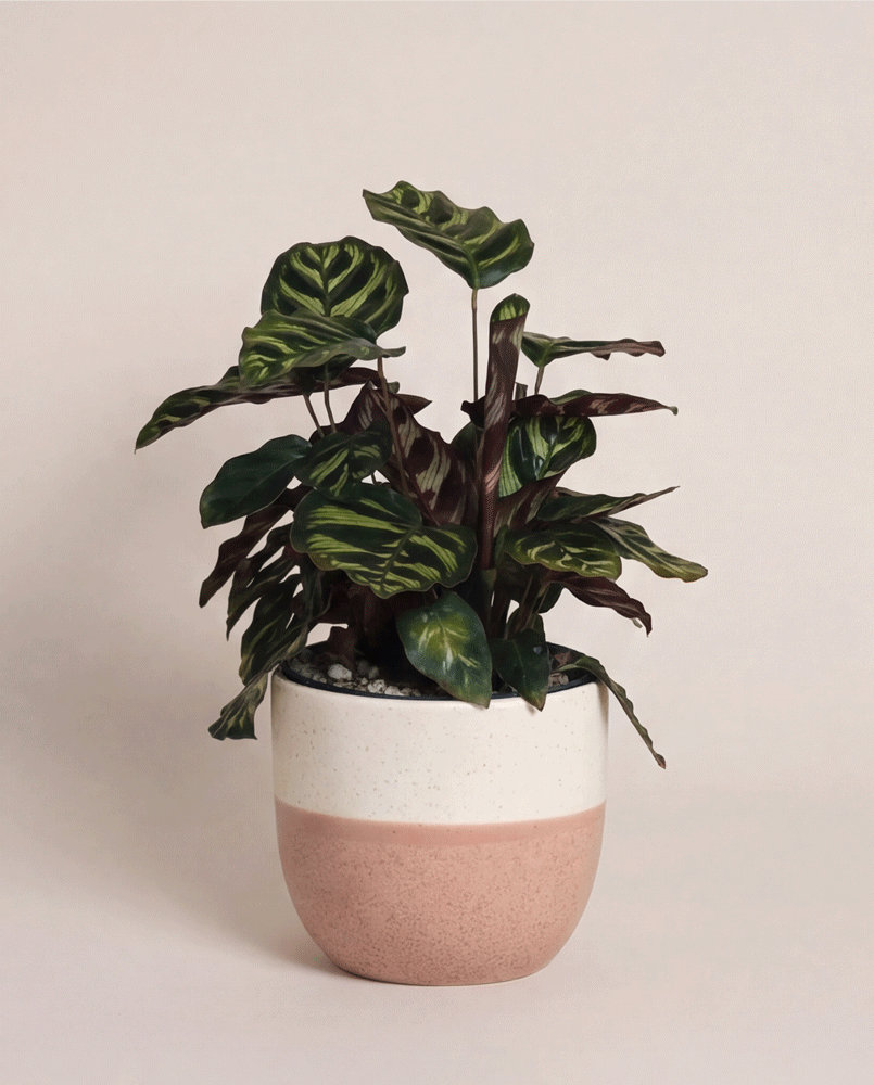 feey-kleine-calathea-makoyana-pfauen-korbmarante-zimmerpflanze image 5