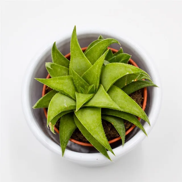 pasiora-haworthia-angustifolia-var-baylissii-sukkulente-5-5cm image 1
