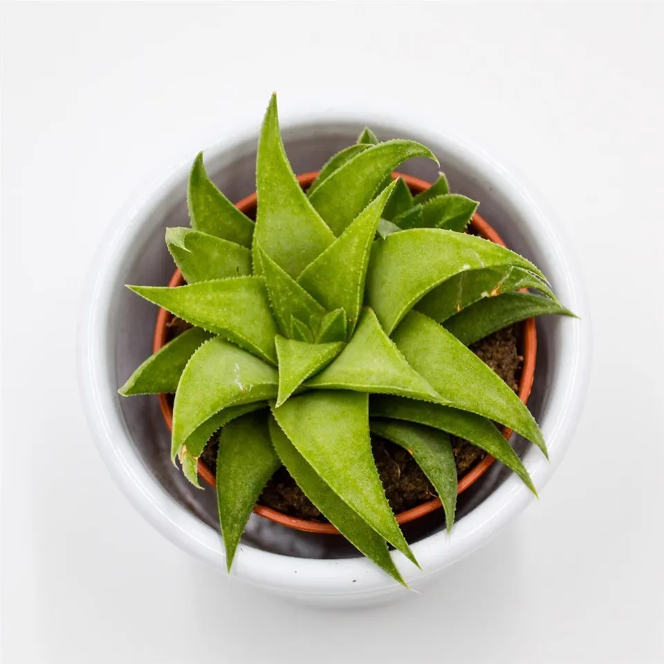 pasiora-haworthia-angustifolia-var-baylissii-sukkulente-5-5cm image 1