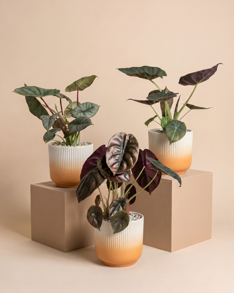 feey-alocasia-trio-red-secret-shields-silver-nebula image 7
