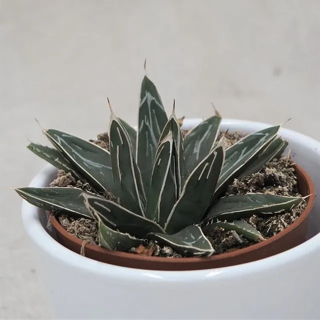 pasiora-agave-victoriae-reginae-k-nigs-agave-8-5cm-topf image 1