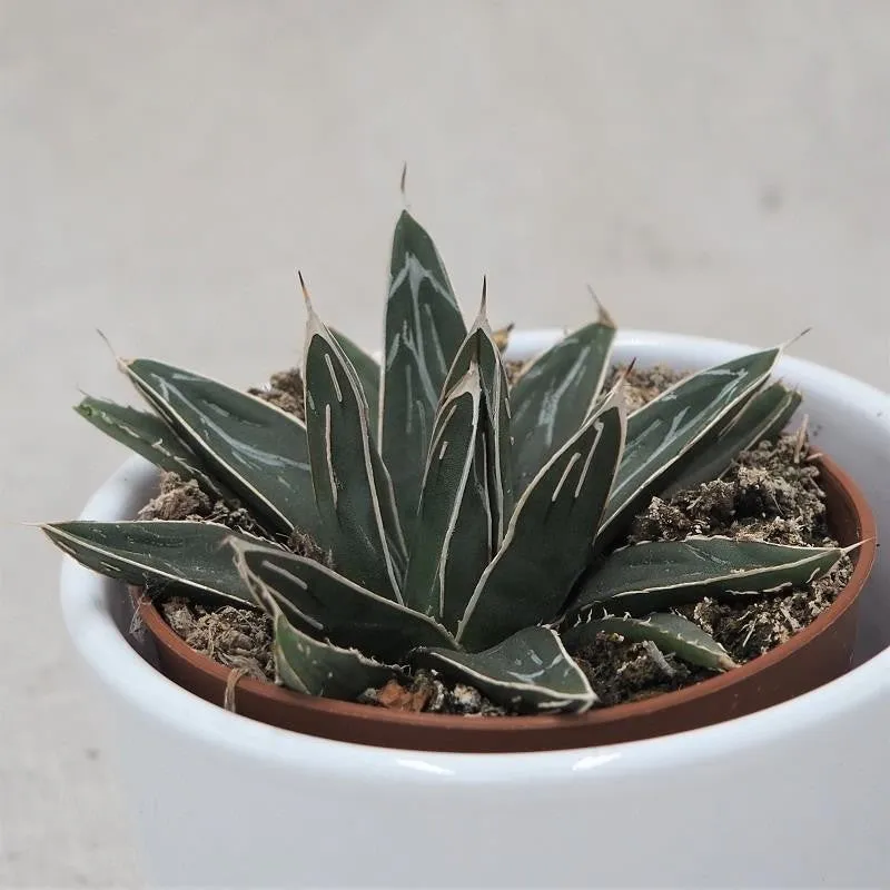 pasiora-agave-victoriae-reginae-k-nigs-agave-8-5cm-topf image 1