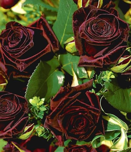 baldur-garten-edelrose-black-baccara-wurzelballiert image 3