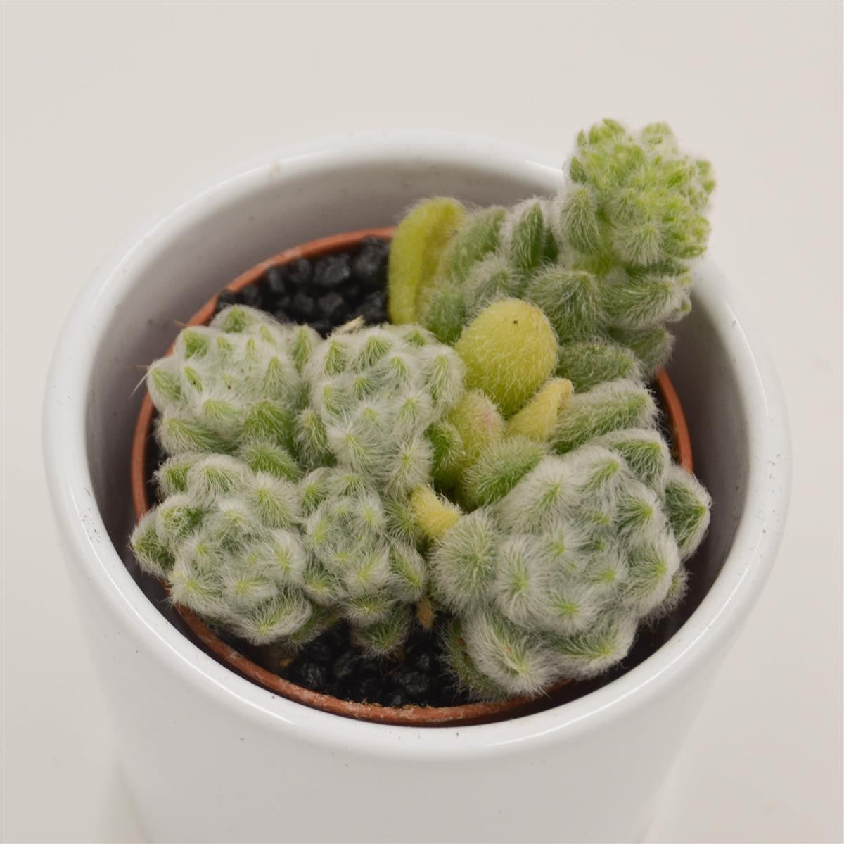 pasiora-sedum-mocinianum-sukkulente-5-5-cm-topf image 1