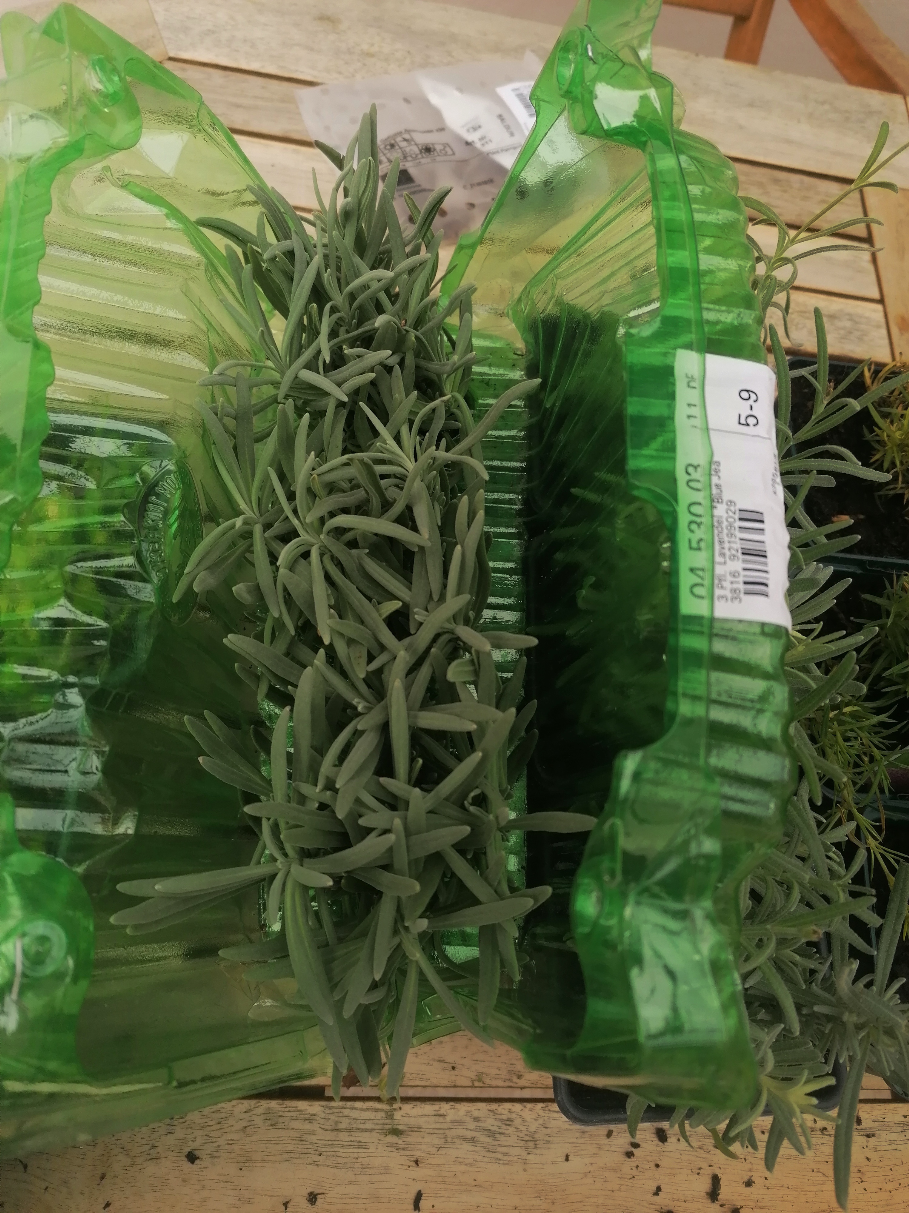Blüten ein Traum