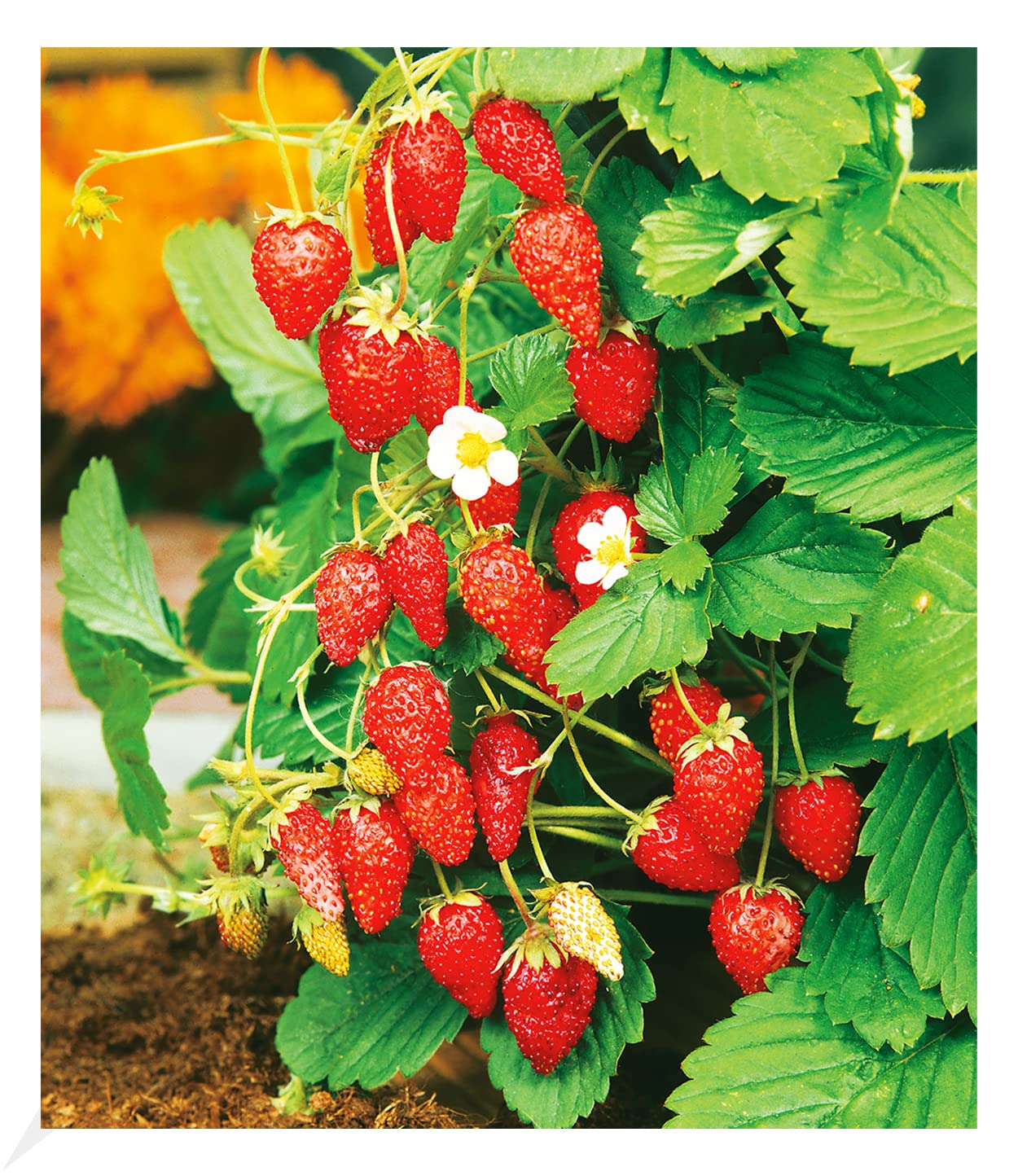 baldur-garten-monatserdbeere-pflanze-im-12-cm-topf image 1