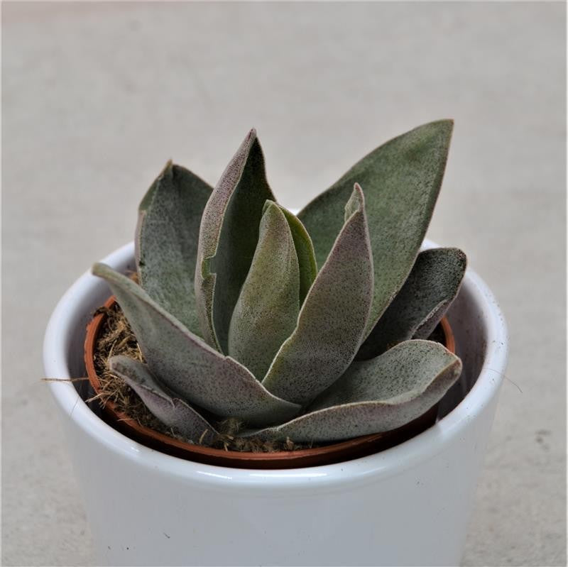 pasiora-crassula-garnet-lotus-sukkulente-8-5cm image 2