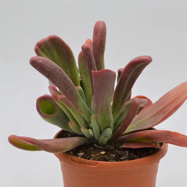 pasiora-kalanchoe-lady-finger-sukkulente-17-cm-topf-ca-25-cm-hoch image 1
