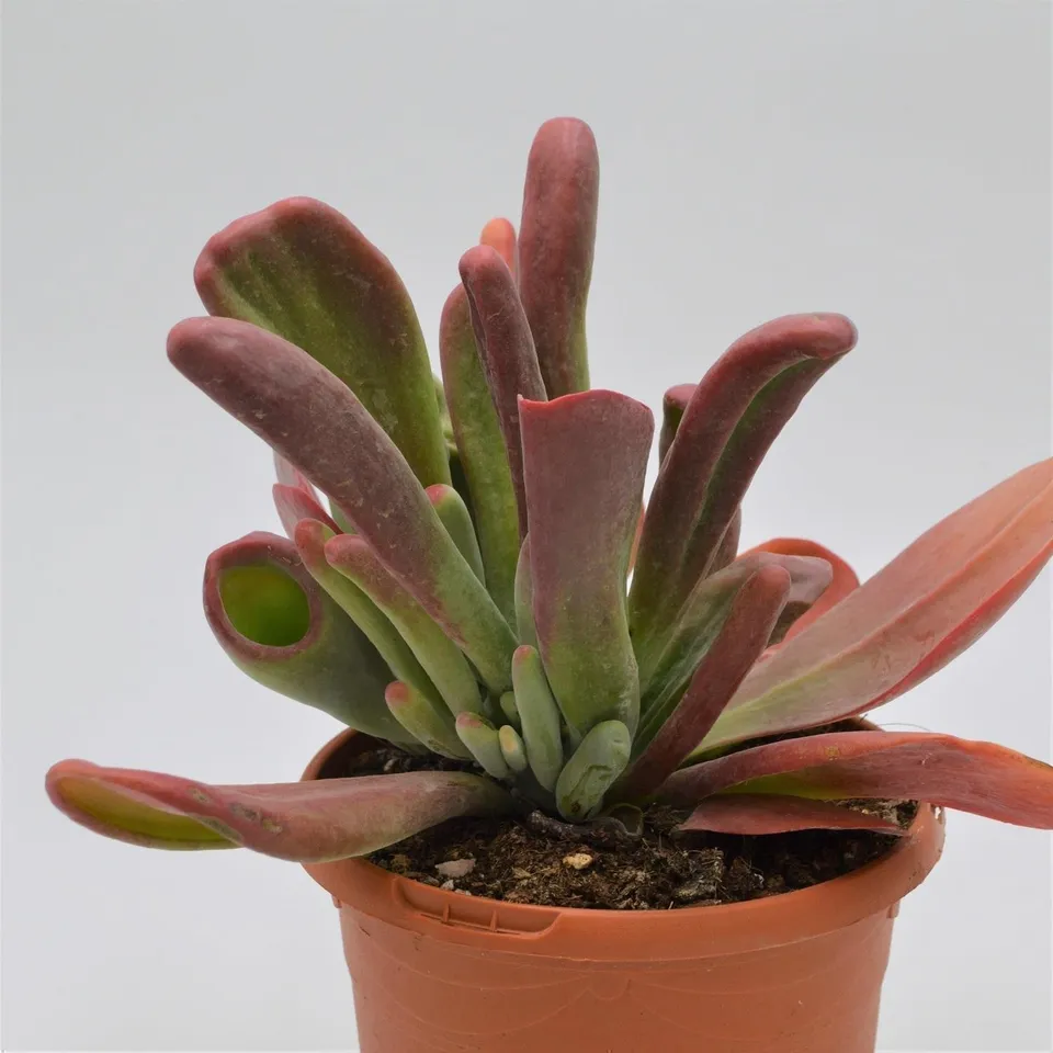 pasiora-kalanchoe-lady-finger-sukkulente-17-cm-topf-ca-25-cm-hoch image 1