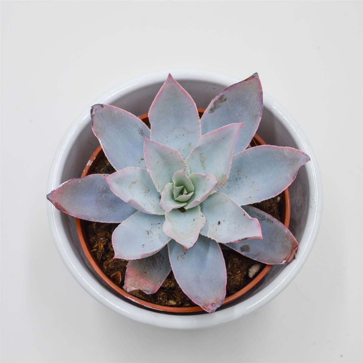 pasiora-echeveria-cante-rosetten-sukkulente-8-5cm-topf image 1