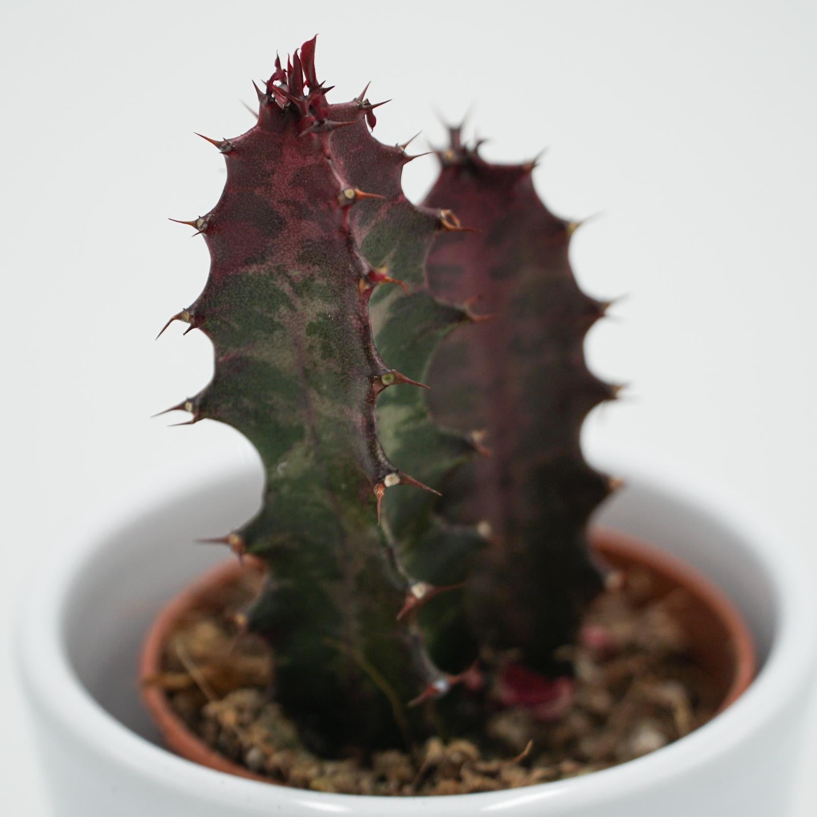 pasiora-euphorbia-trigona-rubra-sukkulente-5-5-cm-topf image 2