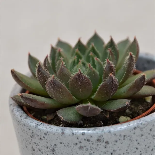 pasiora-echeveria-scorpio-sukkulente-5-5-cm-topf image 1