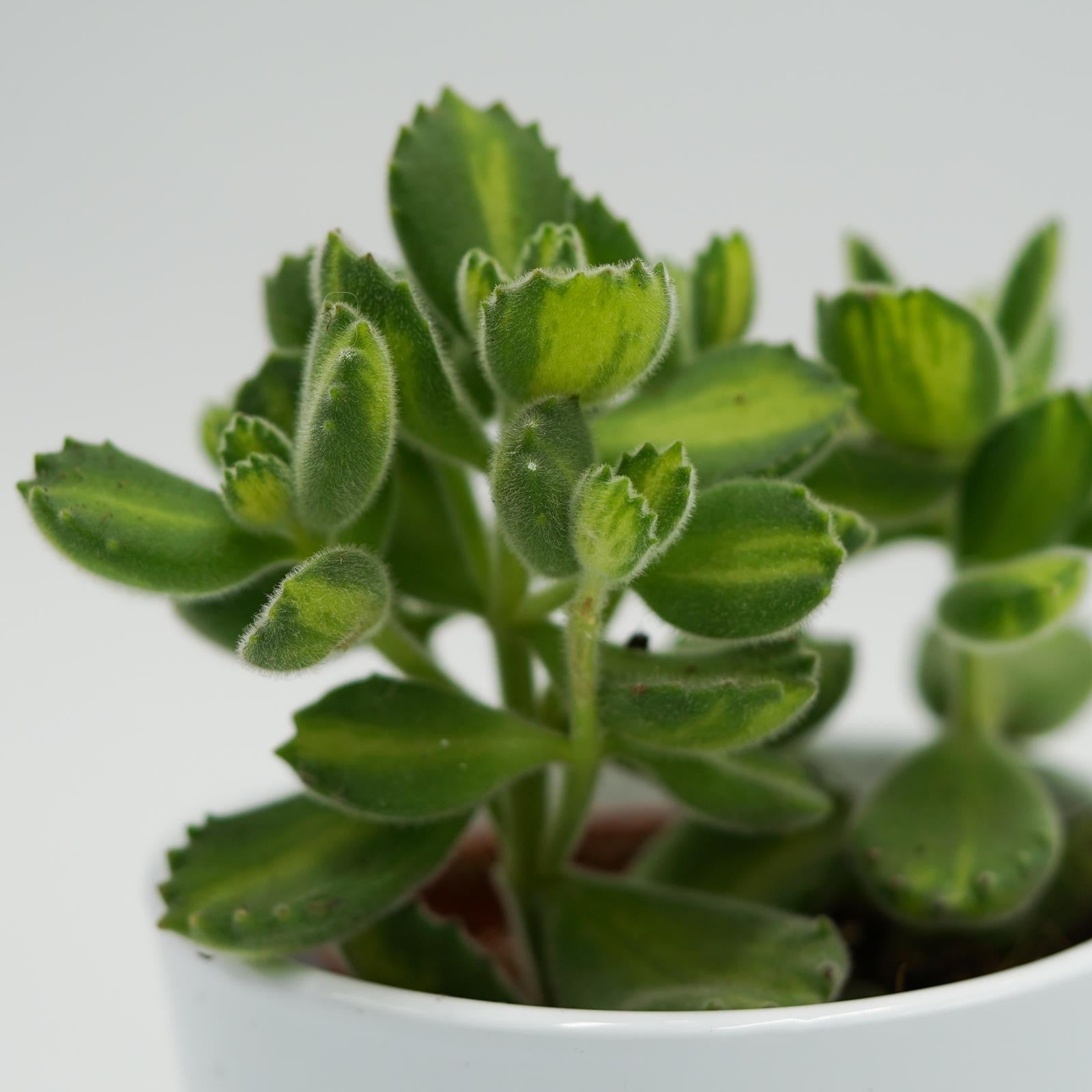pasiora-cotyledon-tomentosa-lemon-stripe-sukkulente-8-5cm image 2