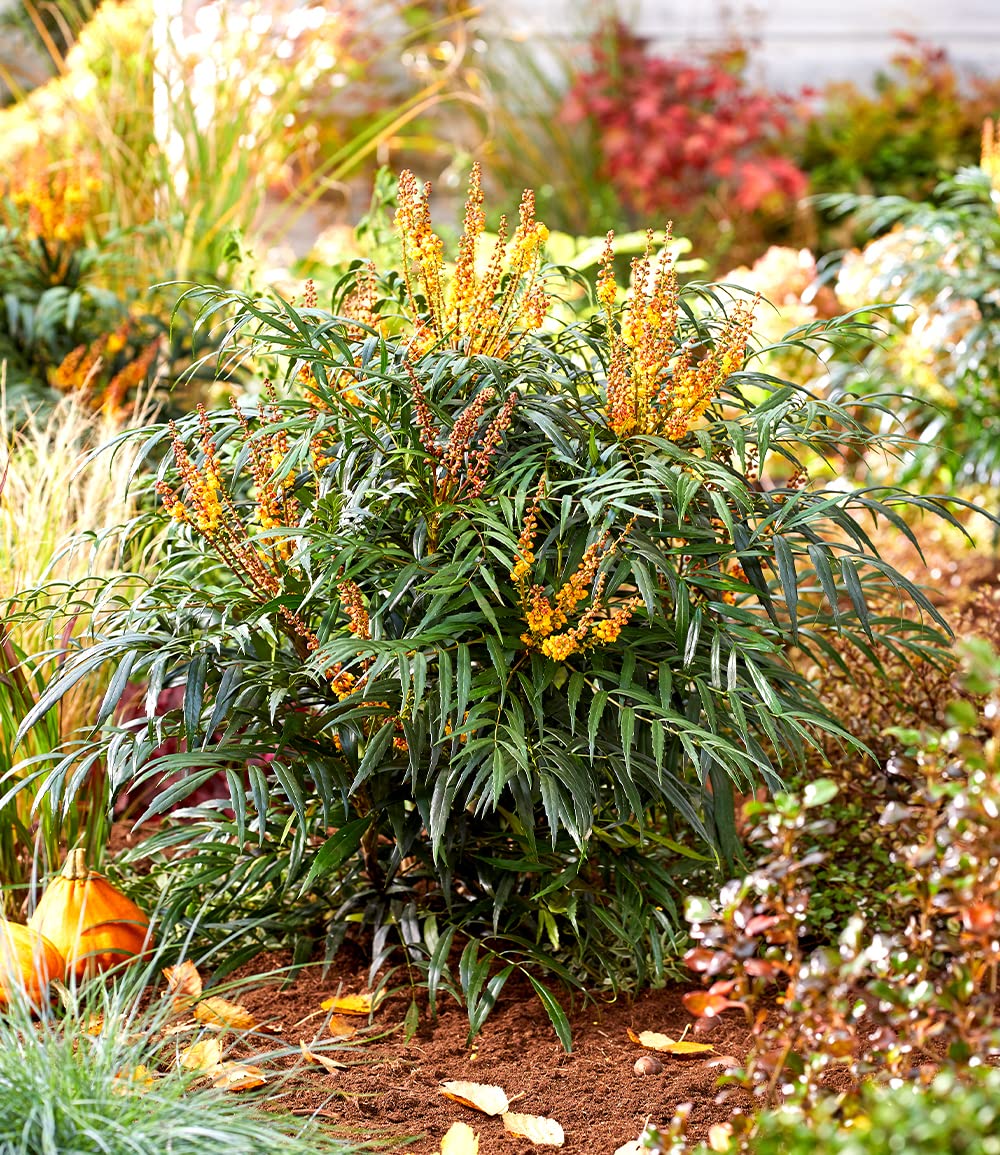 baldur-garten-mahonie-volcano-myoy-zierstrauch-im-2-liter-topf image 4