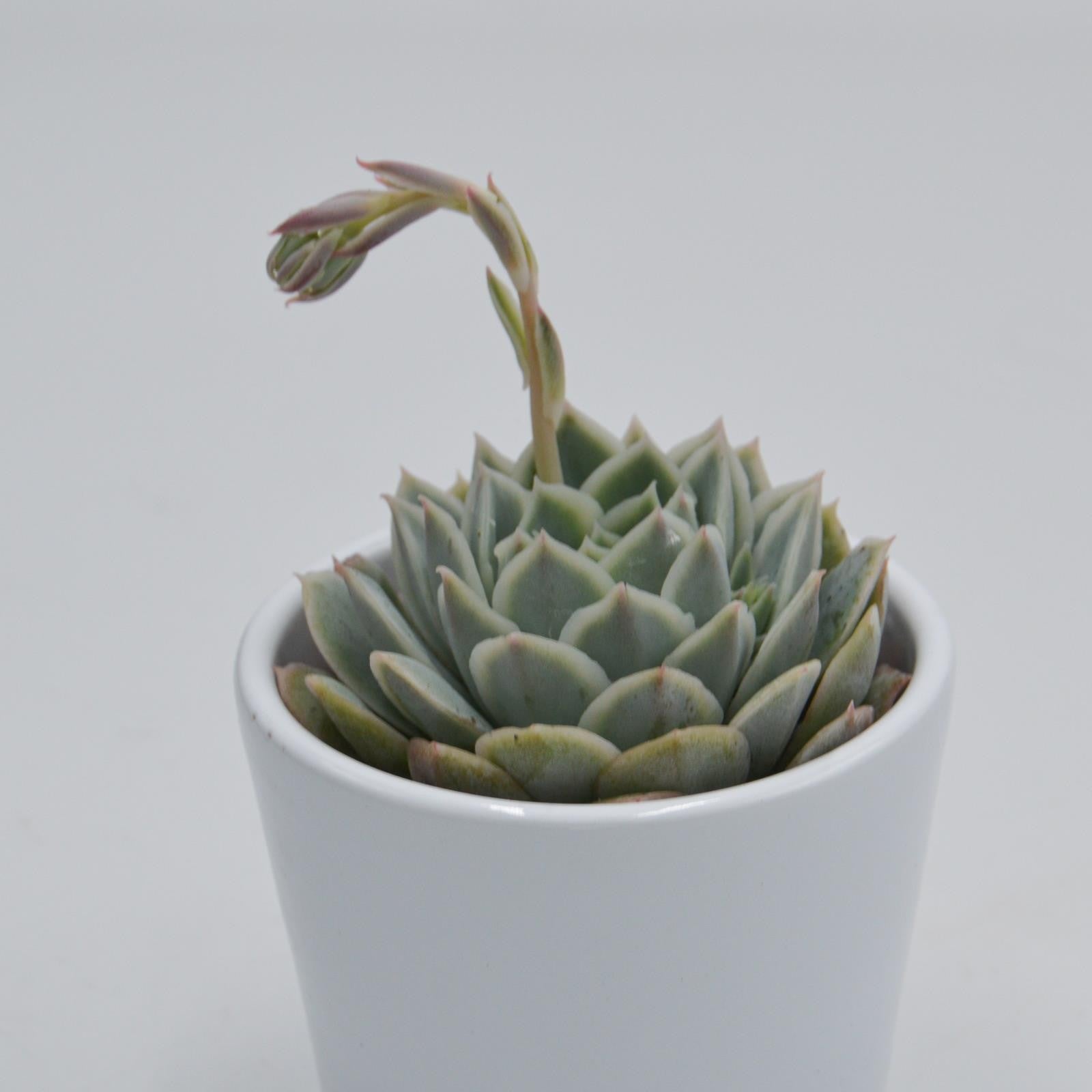 pasiora-echeveria-silent-moon-sukkulente-6cm-topf image 2