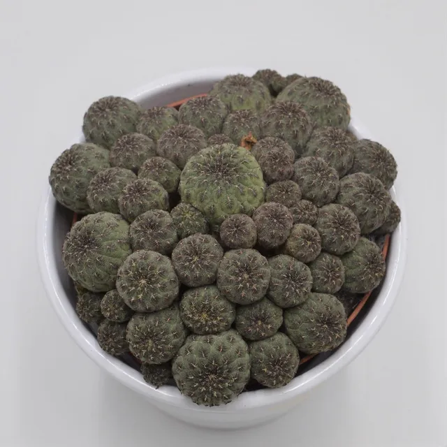 pasiora-sulcorebutia-rauschii-kaktus-10-5cm-topf image 1