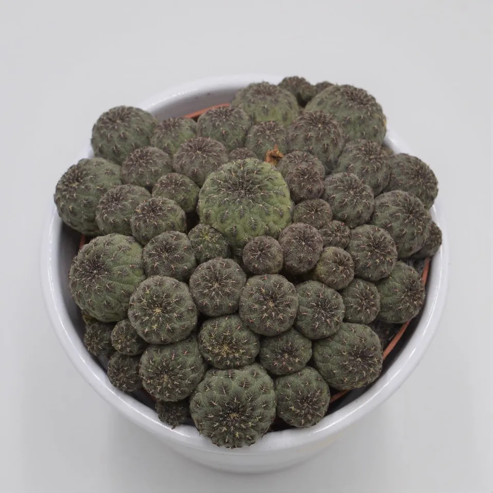 pasiora-sulcorebutia-rauschii-kaktus-10-5cm-topf image 1
