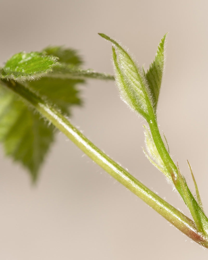 feey-brombeere-black-satin-rubus-fruticosus image 6