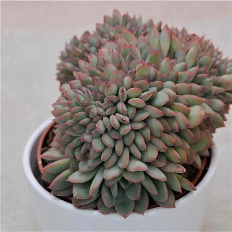 pasiora-echeveria-apus-f-cristata-cristata-10-5cm image 1