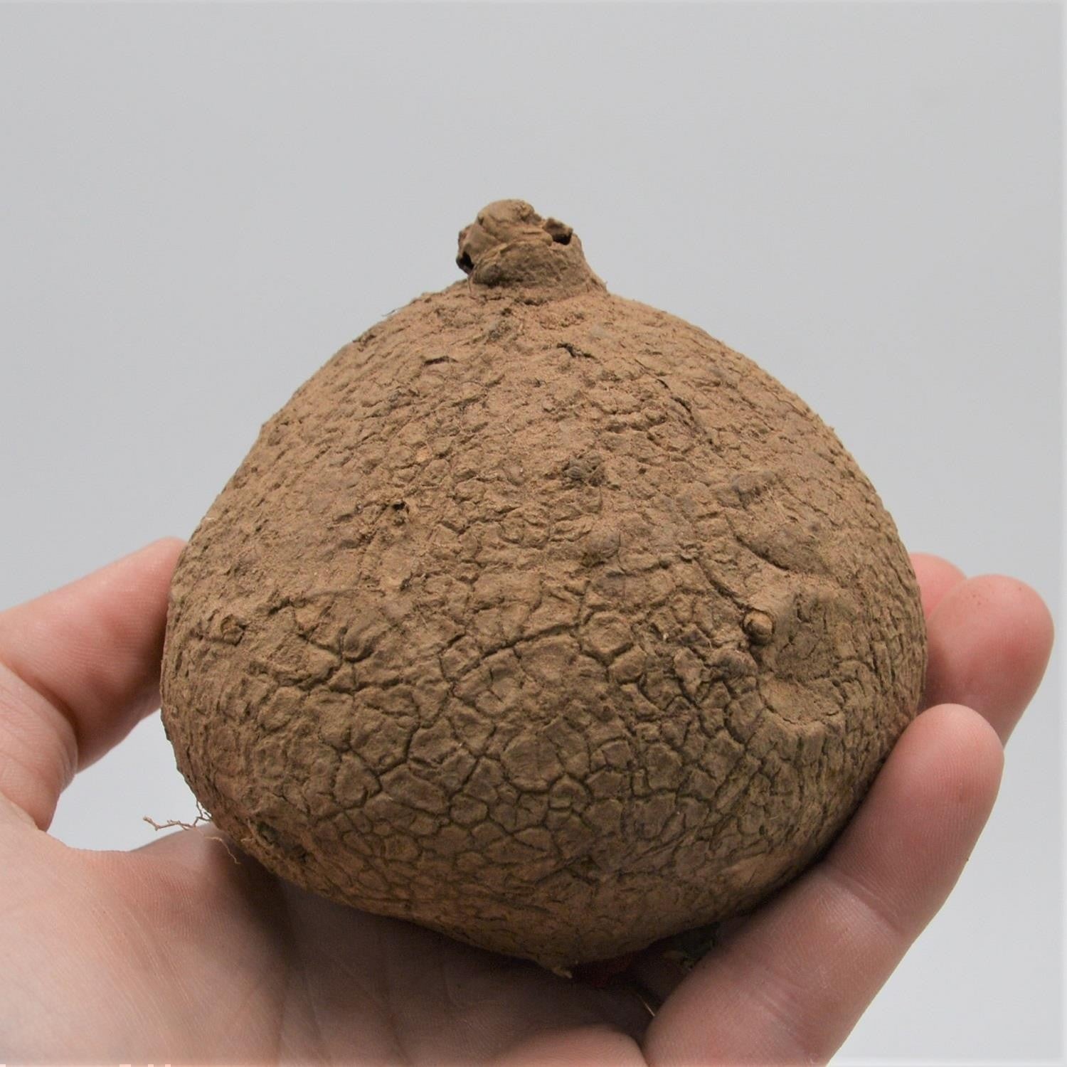 pasiora-stephania-erecta-caudex-knolle-7-9cm image 1
