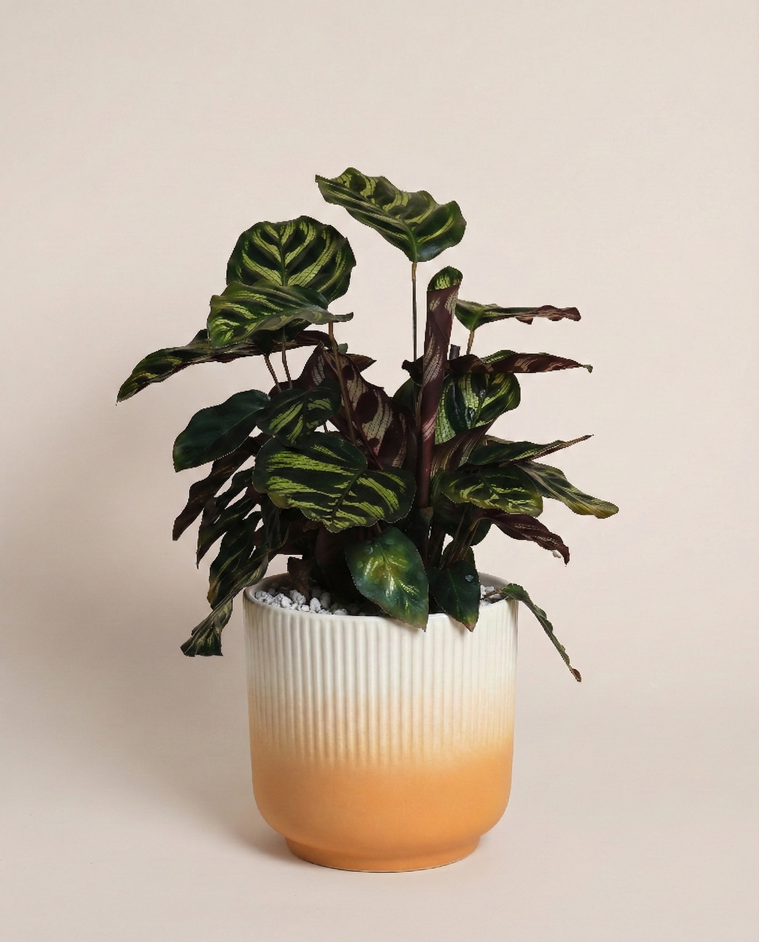 feey-kleine-calathea-makoyana-pfauen-korbmarante-zimmerpflanze image 7