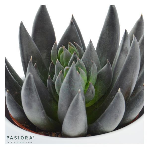 pasiora-echeveria-affinis-schwarze-echeverie-6cm-topf image 2