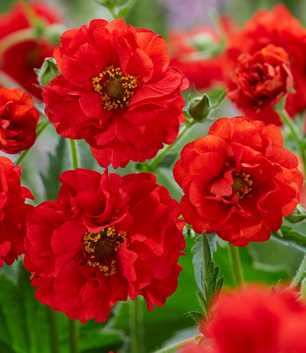 baldur-garten-geum-firestarter-nelkenwurz-im-9x9-cm-topf image 3