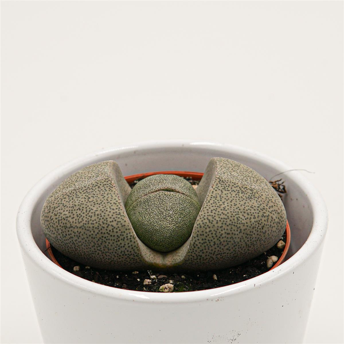 pasiora-pleiospilos-nelii-lebender-stein-8-5cm-topf image 1