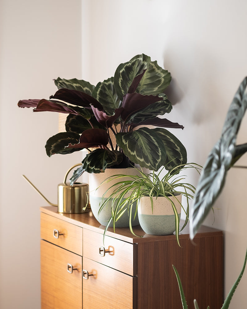feey-kinderfreundliches-duo-calathea-roseoptica-gr-nlilie-im-set image 4