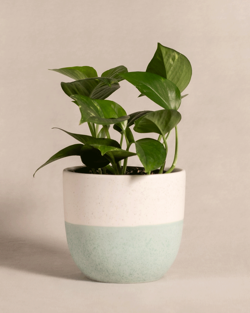 feey-efeutute-epipremnum-aureum-h-ngepflanze-klein image 5