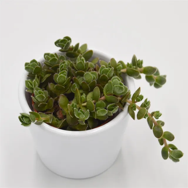 pasiora-crassula-david-sukkulente-5-5cm-topf image 1