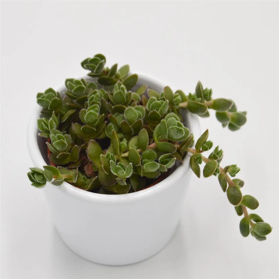 pasiora-crassula-david-sukkulente-5-5cm-topf image 1