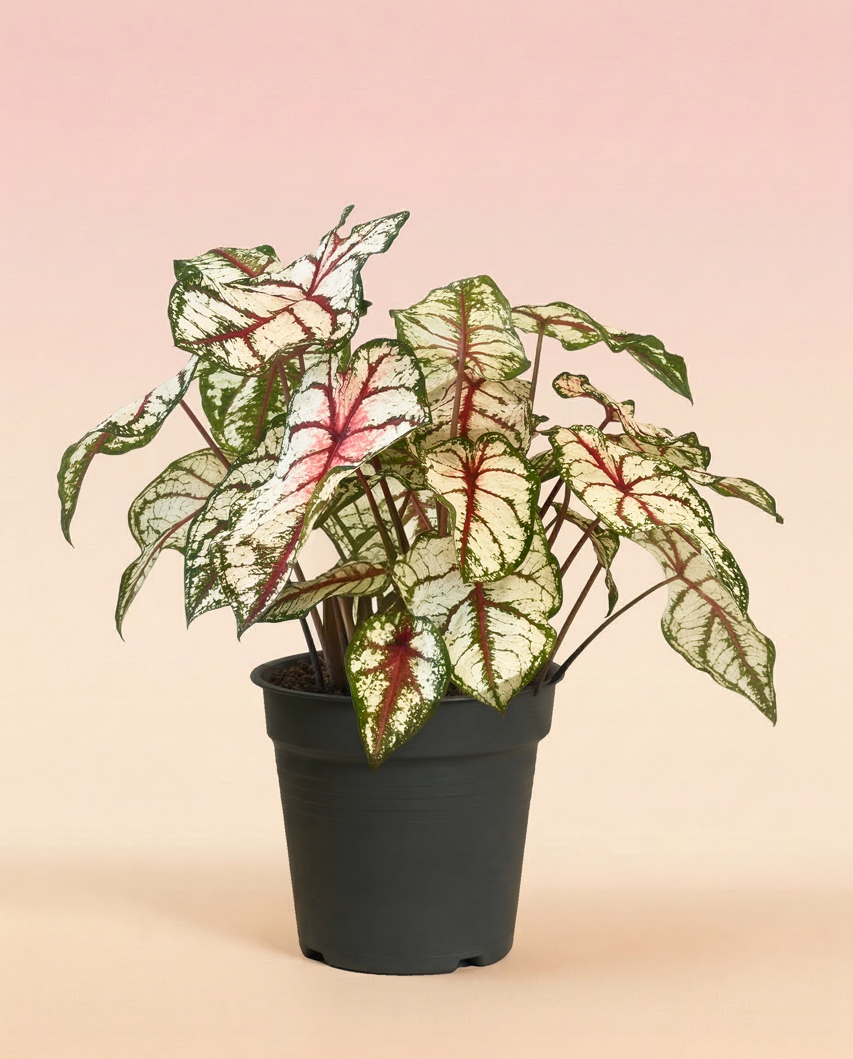 feey-caladium-bottle-rocket-zimmerpflanze image 3
