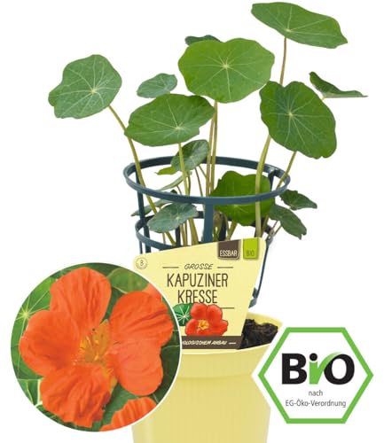 baldur-garten-bio-kapuzinerkresse-im-12-cm-topf image 5