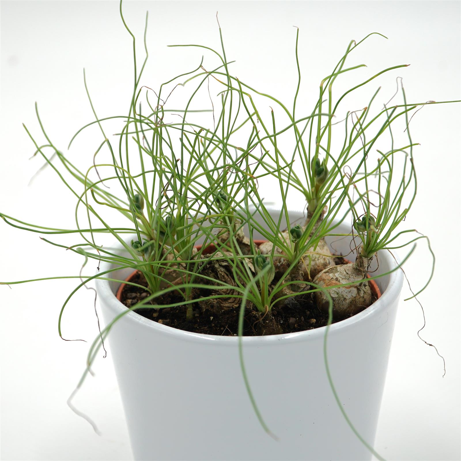 pasiora-albuca-humilis-spec-cradock-hil-sukkulente-10-5cm image 1