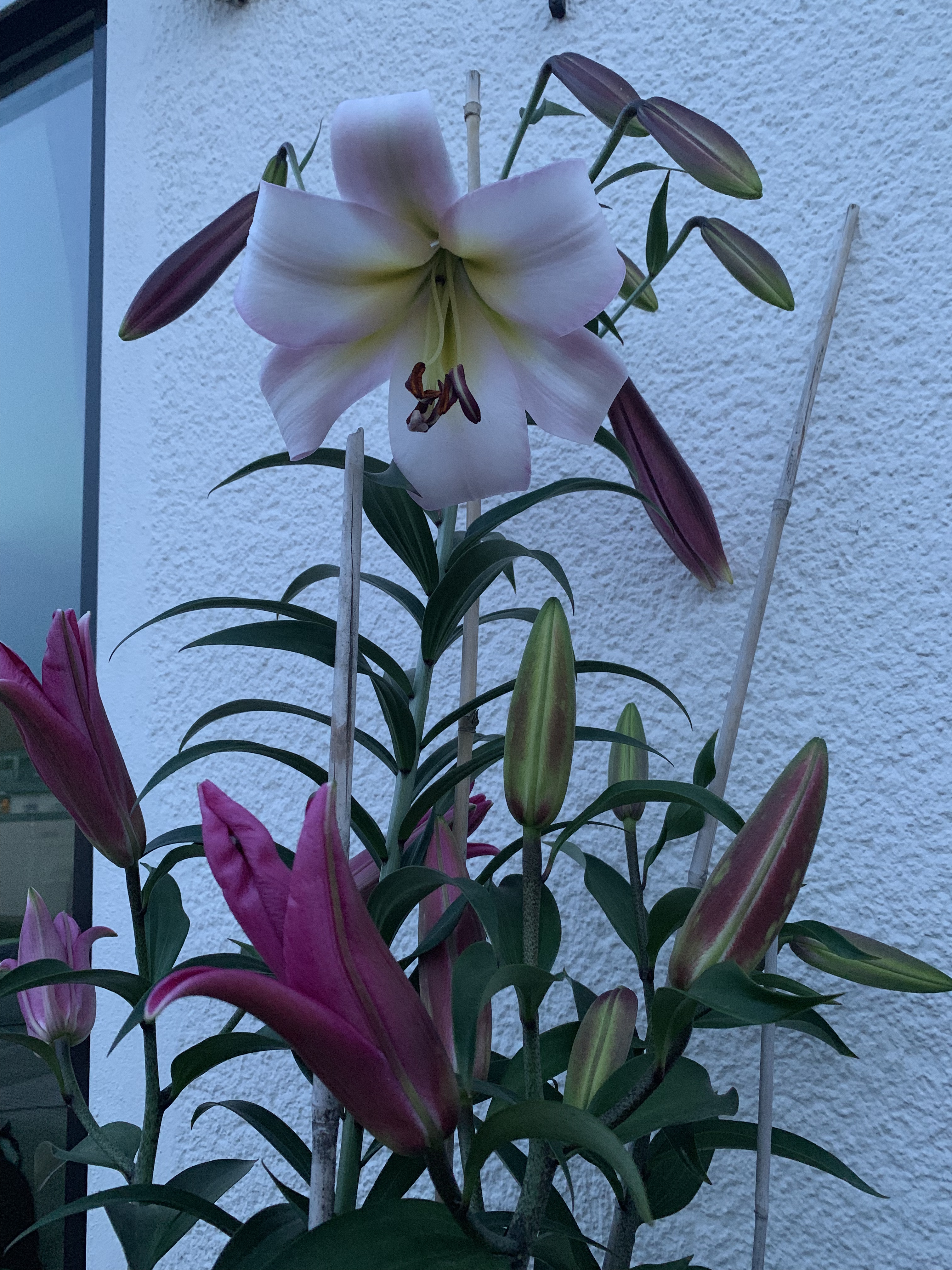 Toller Duft, lange Blüte