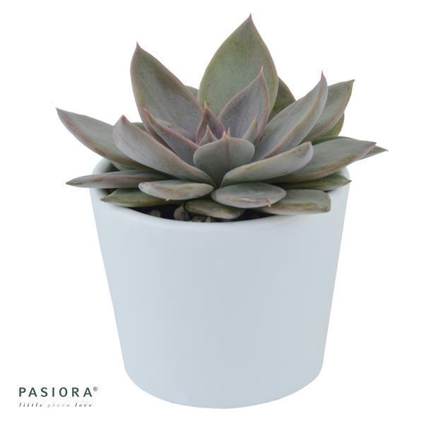 pasiora-echeveria-silver-queen-sukkulente-6-cm-topf image 3