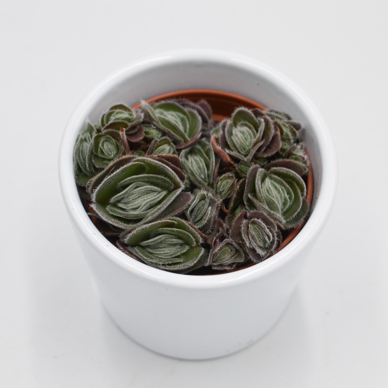 pasiora-crassula-tomentosa-var-glabrifolia-sukkulente-6cm-topf image 2
