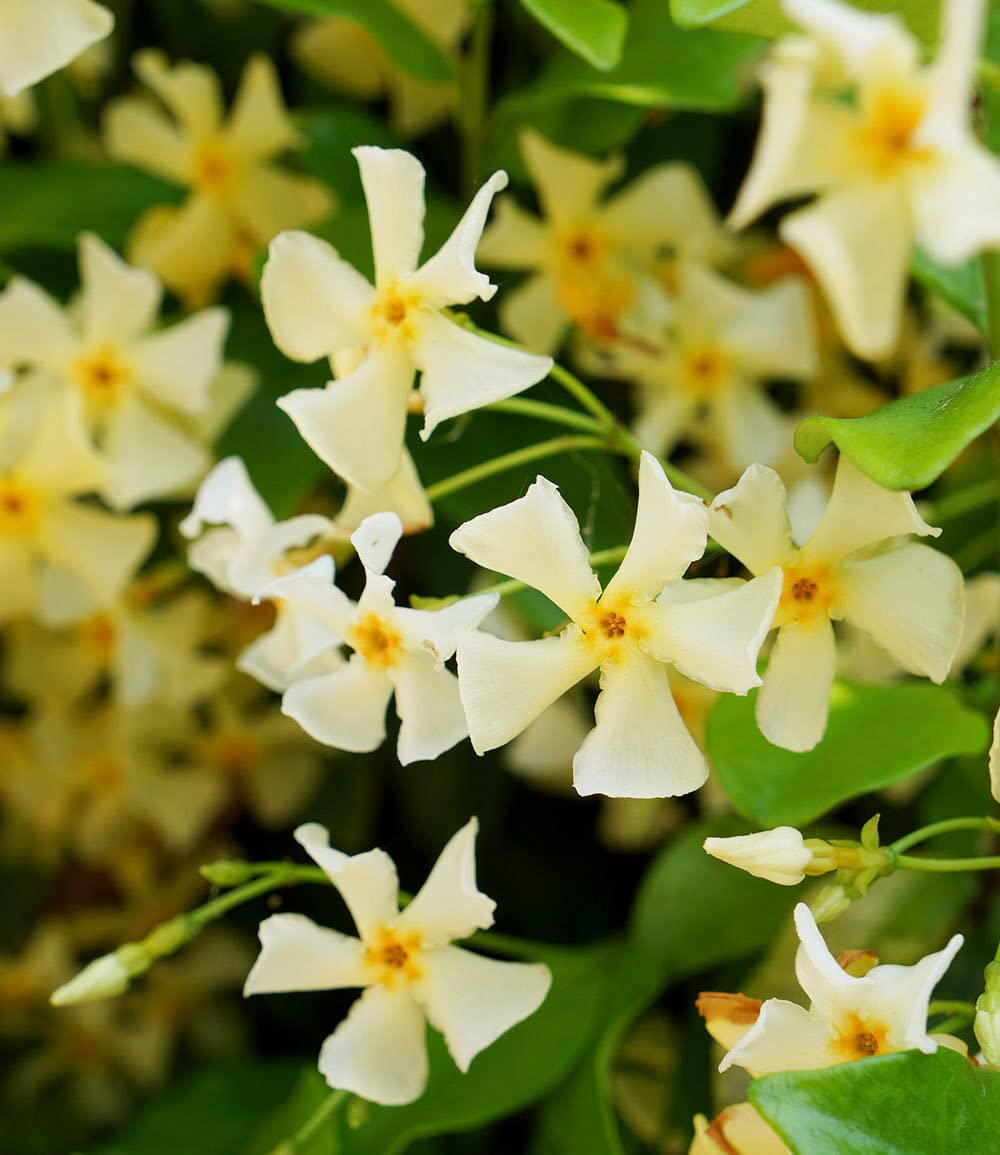 baldur-garten-winterharter-jasmin-star-of-toscane-duftend-9x9-cm-topf image 3
