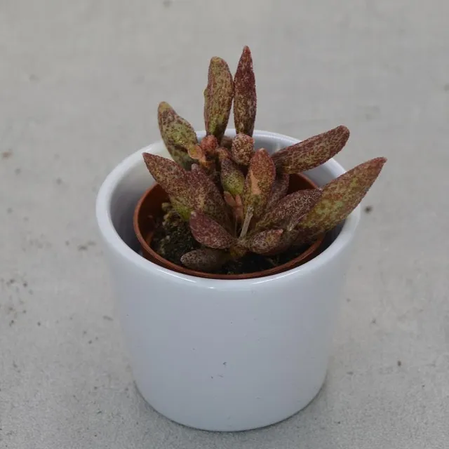 pasiora-adromischus-marianiae-var-antidorcatum-sukkulente-5-5cm image 1