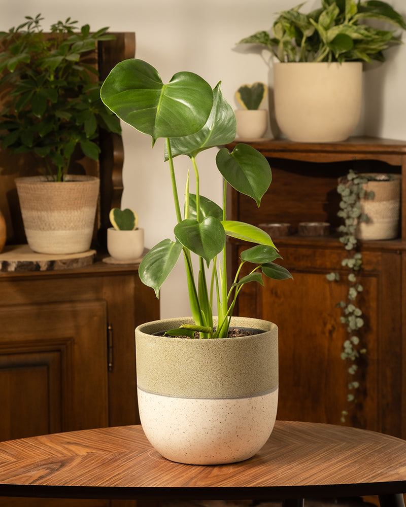 feey-monstera-fensterblatt-zimmerpflanze image 4