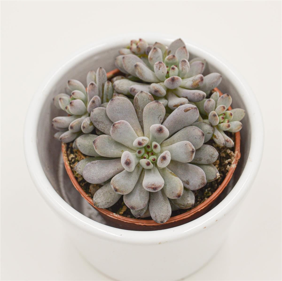 pasiora-graptopetalum-blue-beans-sukkulente-5-5cm-topf image 1
