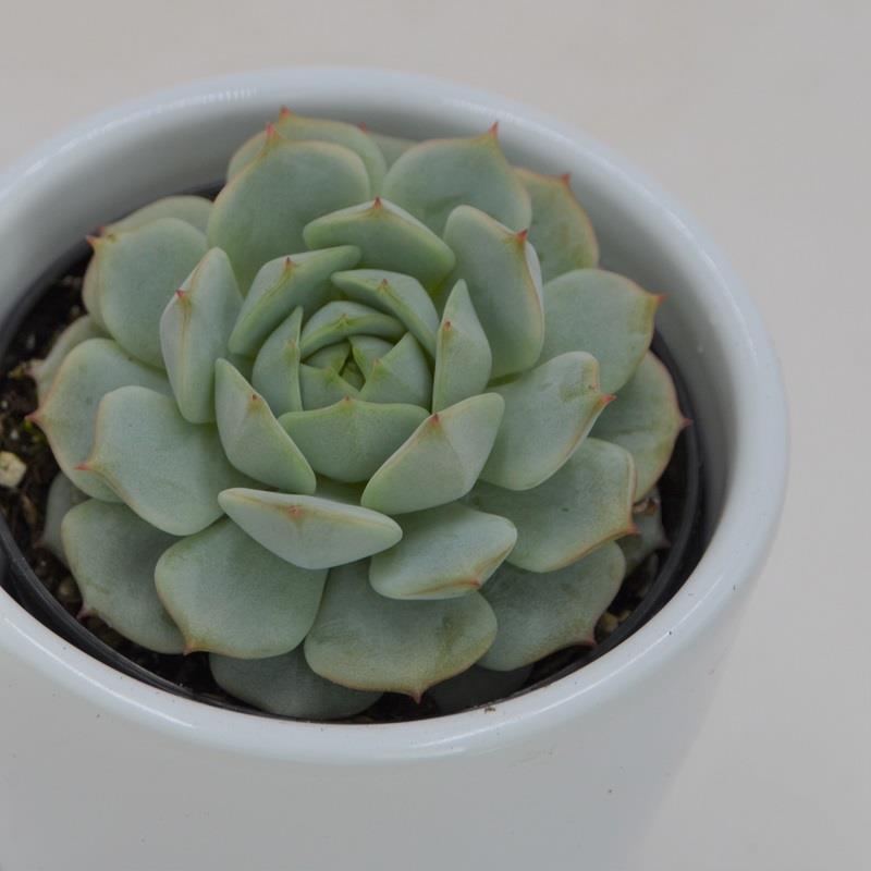 pasiora-echeveria-derenbergii-rosetten-sukkulente-6cm-topf image 1