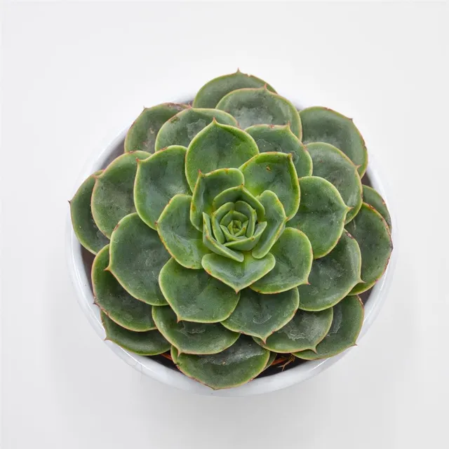 pasiora-echeveria-taco-sukkulente-im-8-5cm-topf image 1