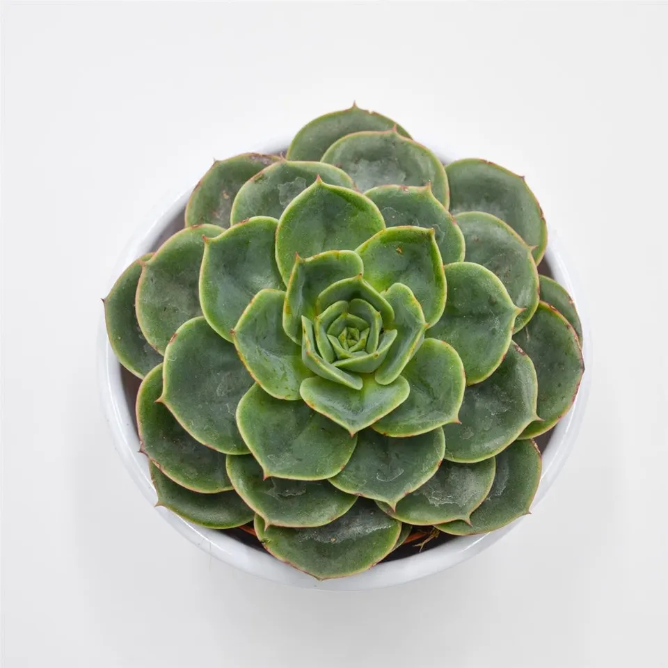 pasiora-echeveria-taco-sukkulente-im-8-5cm-topf image 1
