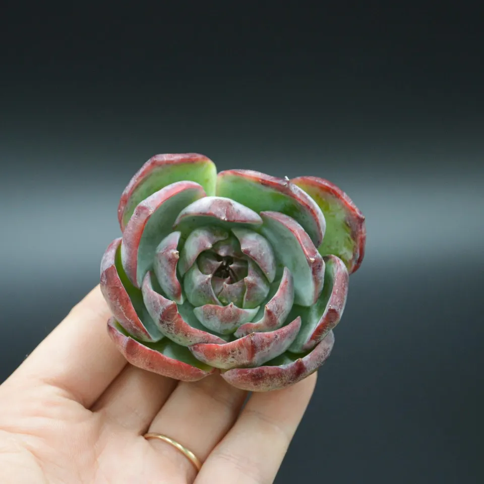 pasiora-echeveria-casio-steckling-besonderer-cutting-indoor image 1