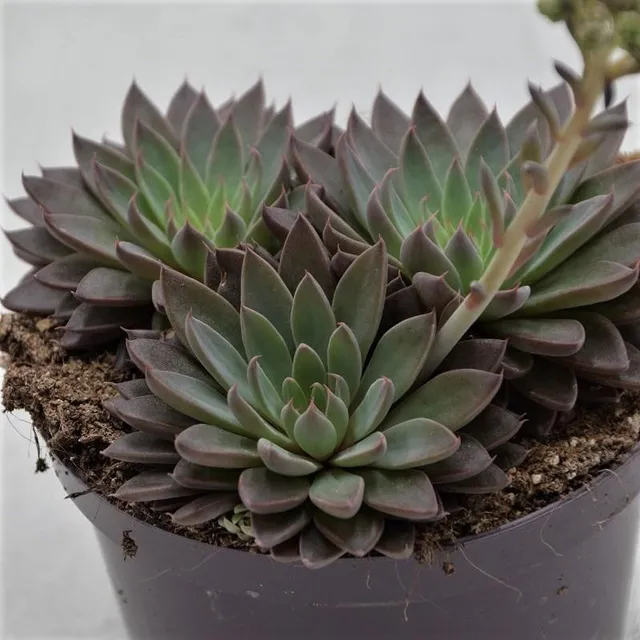 pasiora-graptopetalum-rusbyi-sukkulente-10-5cm image 1