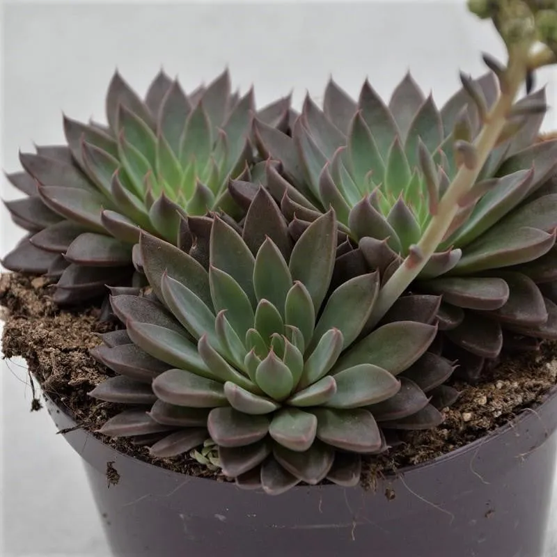 pasiora-graptopetalum-rusbyi-sukkulente-10-5cm image 1