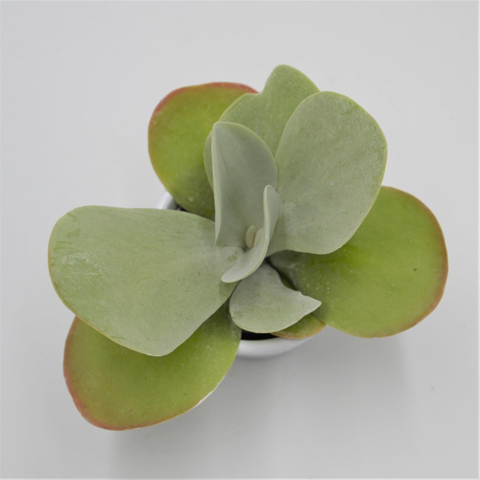 pasiora-kalanchoe-thyrsiflora-sukkulente-6cm image 4